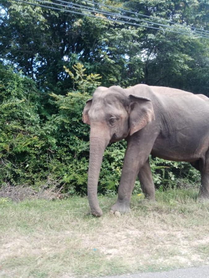 Sigiriya Village Home Stay エクステリア 写真